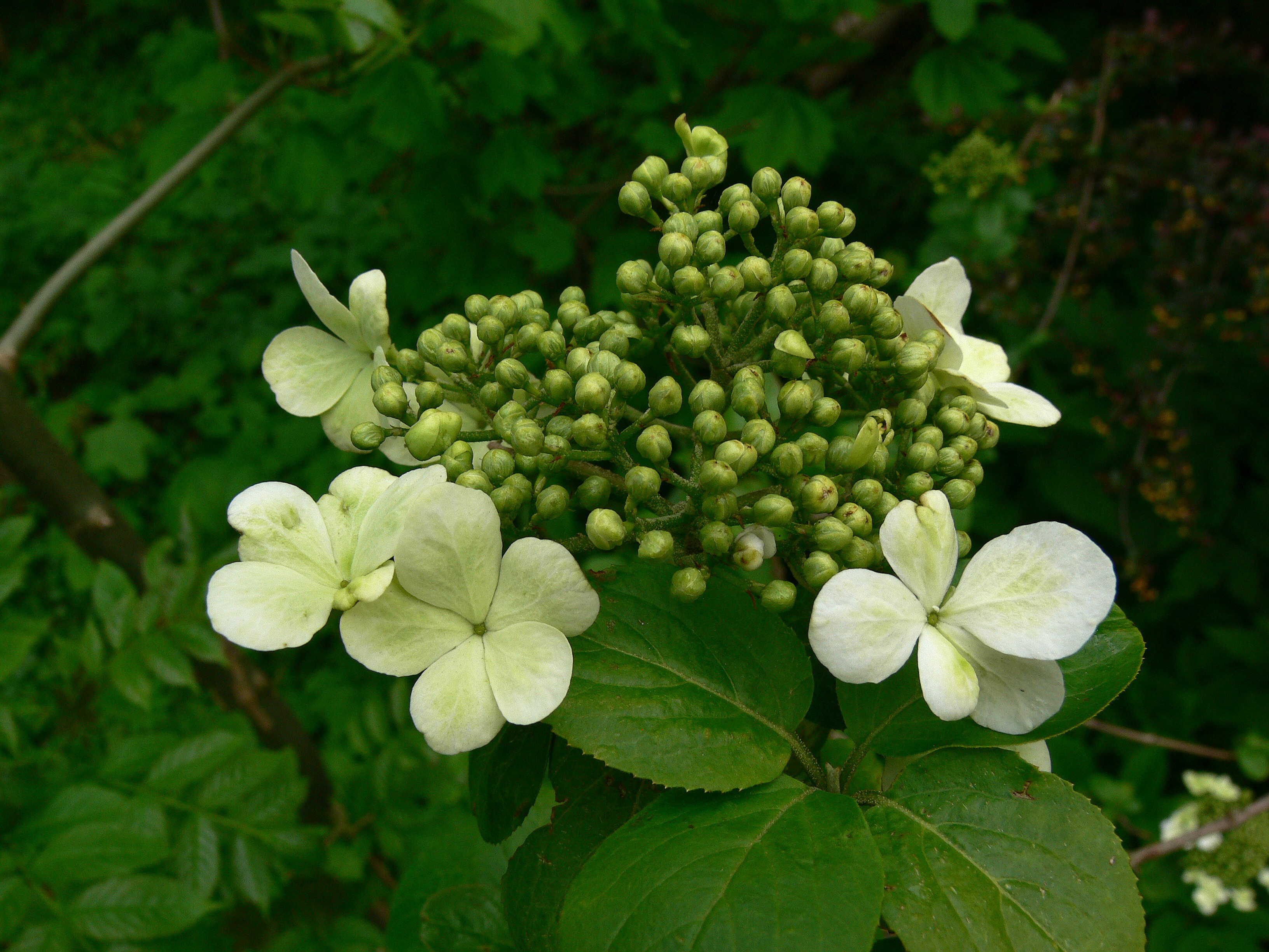 Viburnum macrocephalum